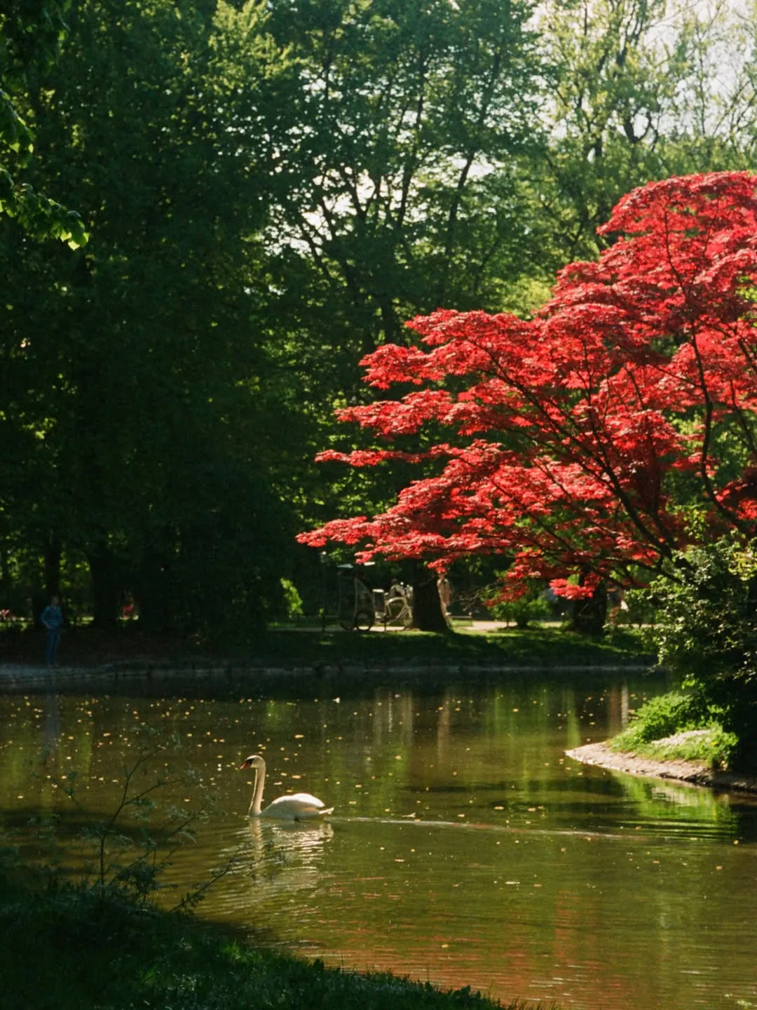 Swan, Hofgarten
